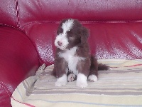 FIONA (CHIOT N° 5)